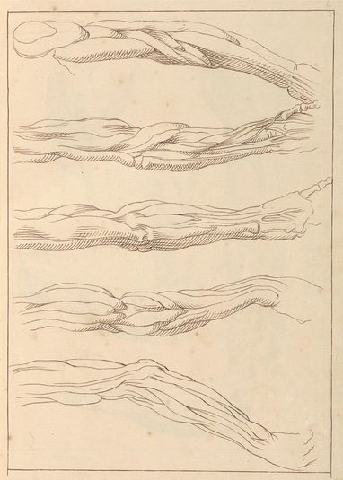 Anatomical Studies of Arms, October 14, 1716