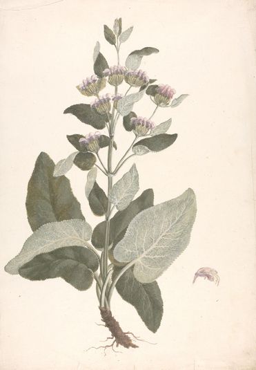 Phlomis herba-venti L. : finished drawing