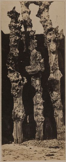 "Troncs d'arbres de la digue près de marine terrace" (dans ouvrage "Profils et grimaces" d'Auguste Vacquerie)