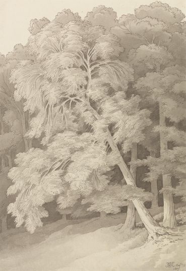 Trees in a Wood
