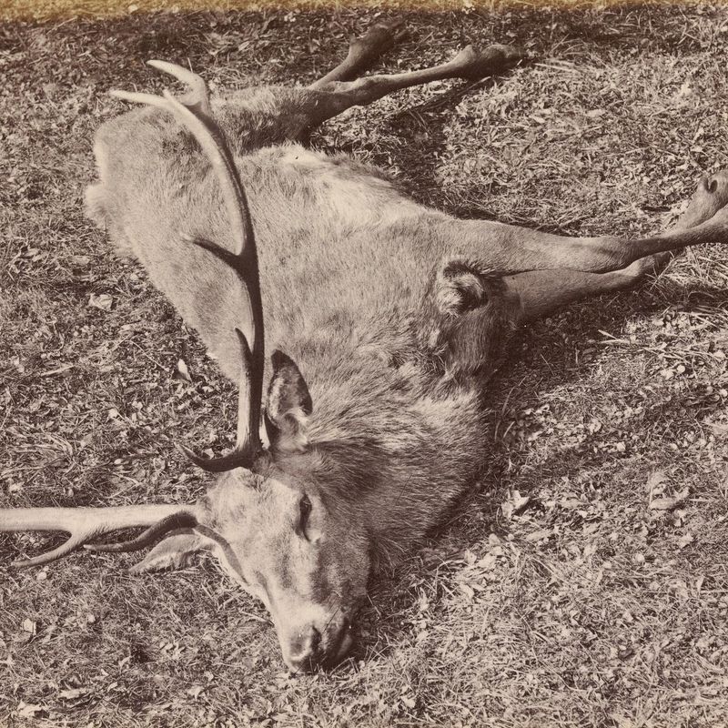 Study of the Royal Stag