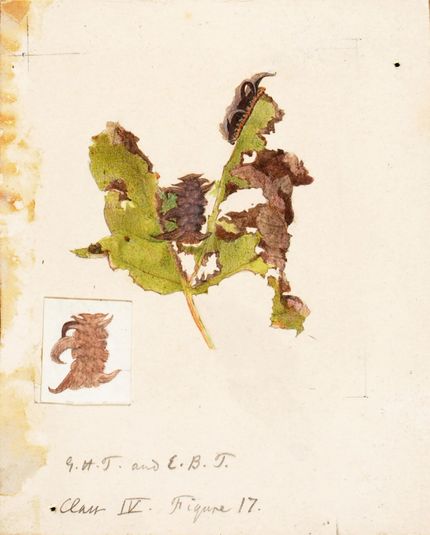 Crumpled Leaf Caterpillar, study for book Concealing Coloration in the Animal Kingdom