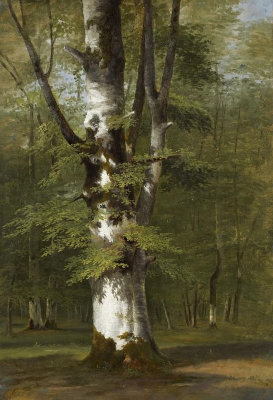 A Study of a Tree
