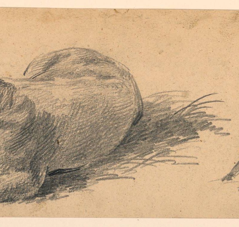 Study of a Young Bull Lying in a Meadow