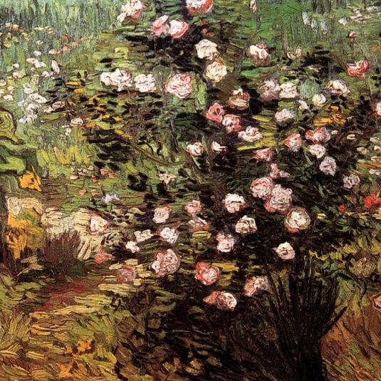 Rosebush in Blossom