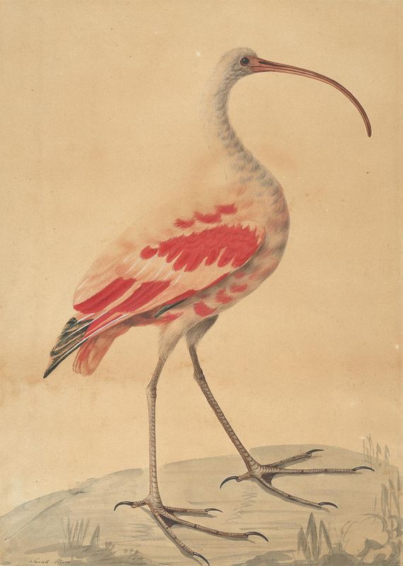 A Scarlet Ibis