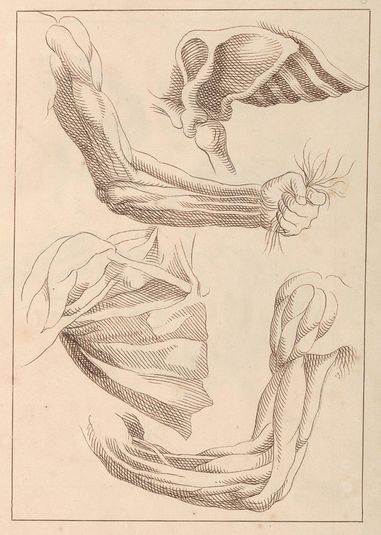 Anatomical Studies of Arms and Shoulders, October 16, 1716