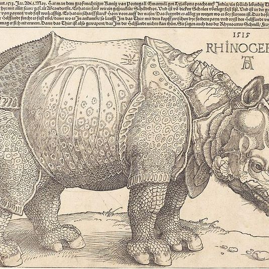 Носорог (гравюра Дюрера)