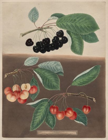 Pomona Britannica: No. 10 - Cherries