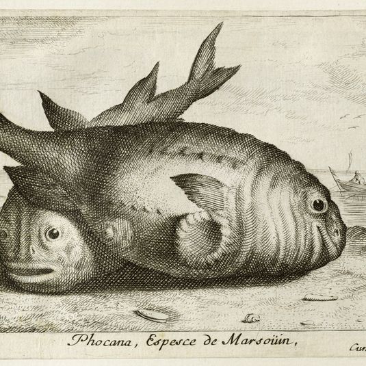 Diverses espèces de poissons de mer, troisième partie, Le marsouin (Robert-Dumesnil 449, Bartsch 35)