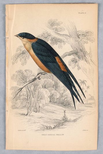 Great Senegal Swall, Plate 6 from Birds of Western Africa