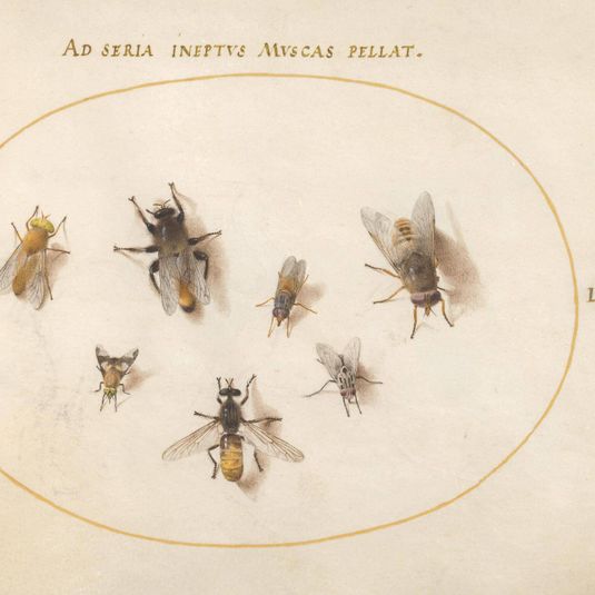 Animalia Rationalia et Insecta (Ignis):  Plate LXVIII