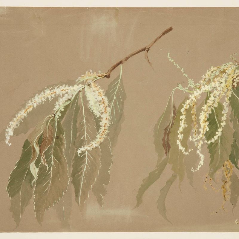 Study of Chestnut Tree Branches