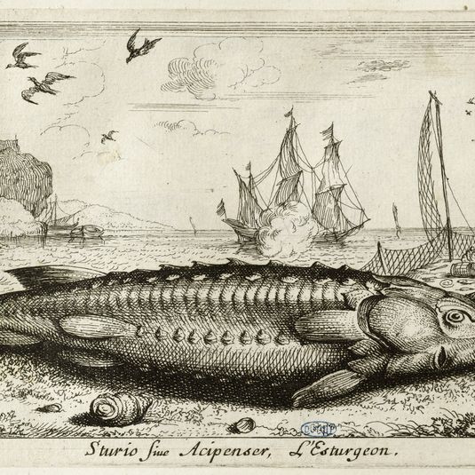 Diverses espèces de poissons de mer, troisième partie, L'esturgeon (Robert-Dumesnil 447, Bartsch 33)
