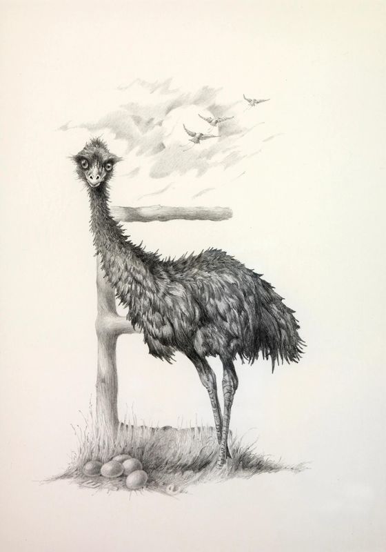 The Emu, from Lettered Creatures
