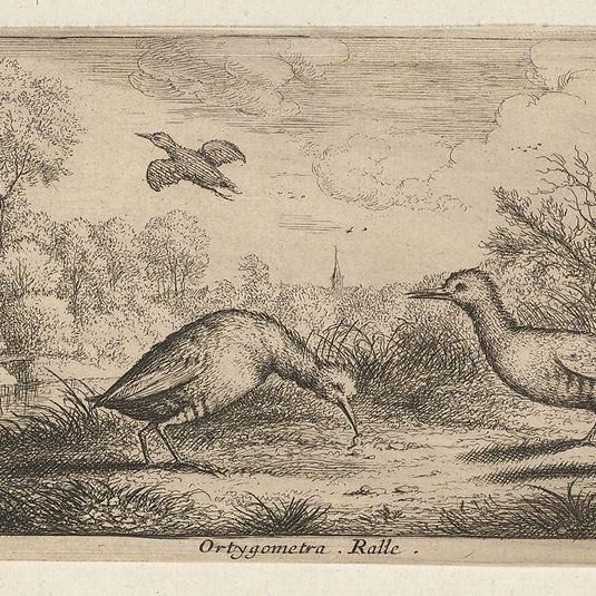 Ortygometra, Ralle (The Rail): Livre d'Oyseaux (Book of Birds)