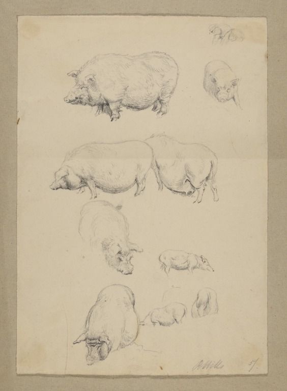 Studies of Pigs