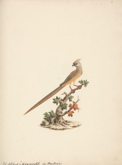 Colius striatus (Speckled Mousebird)