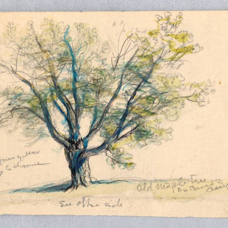 Sketch, Maple Tree