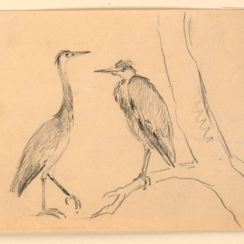 Study of Two Herons