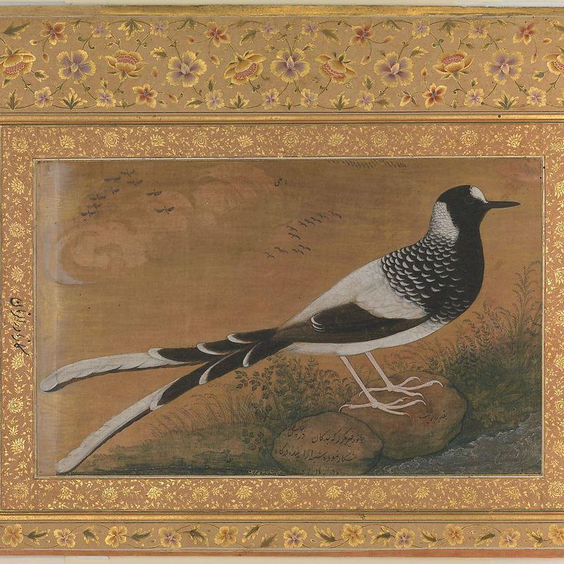 "Spotted Forktail", Folio from the Shah Jahan Album