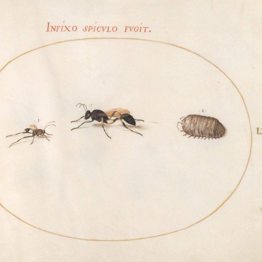 Animalia Rationalia et Insecta (Ignis):  Plate LXXI