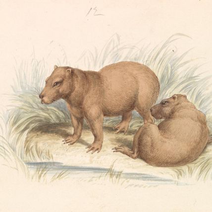The Capybara