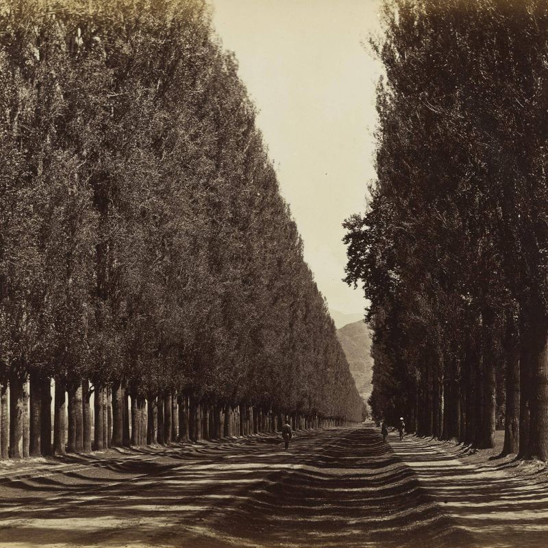 Poplar Avenue, from the Middle, Kashmir