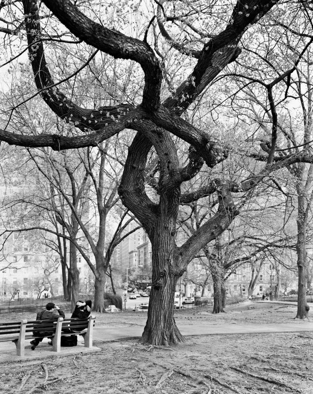 American Elm, Central Park, New York, 2011