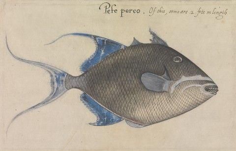 Trigger Fish, After the Original by John White in the British Museum [Caribbean and Oceanic, No. 31 A]