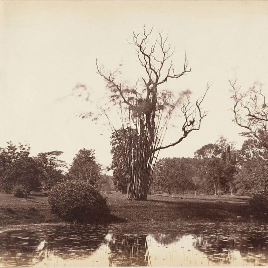 [Botanical Gardens, Calcutta]