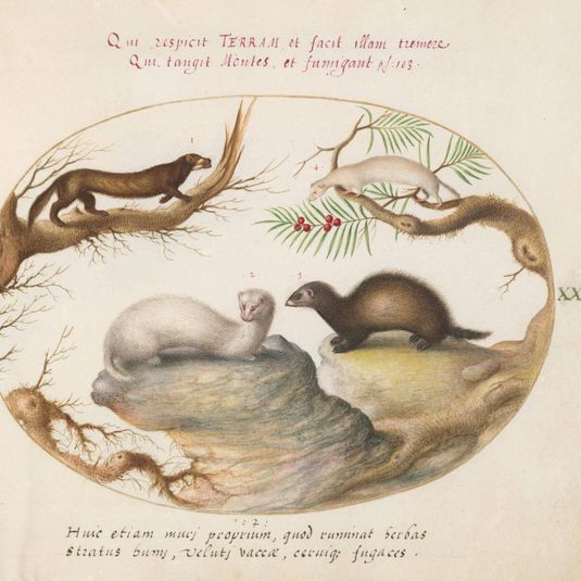 Animalia Qvadrvpedia et Reptilia (Terra): Plate XLIV