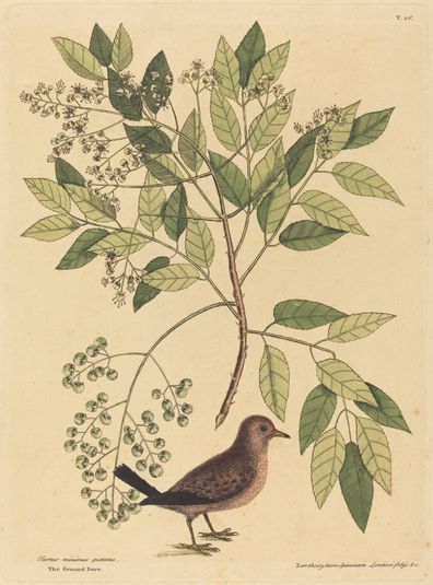 The Ground Dove (Columba passerina)