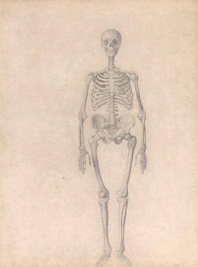 Human Skeleton, Anterior View (Finished Study for Table I)