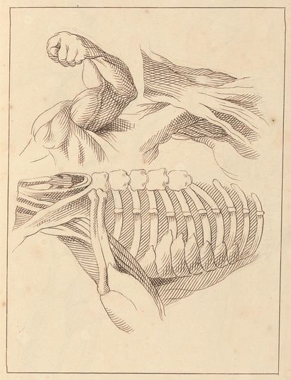 Anatomical Studies of Shoulders, October 16, 1716