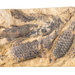 Dura Den Fossil Fish and Conclusion