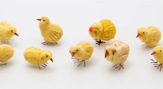 Baby Chicks By Giorgos Katekos