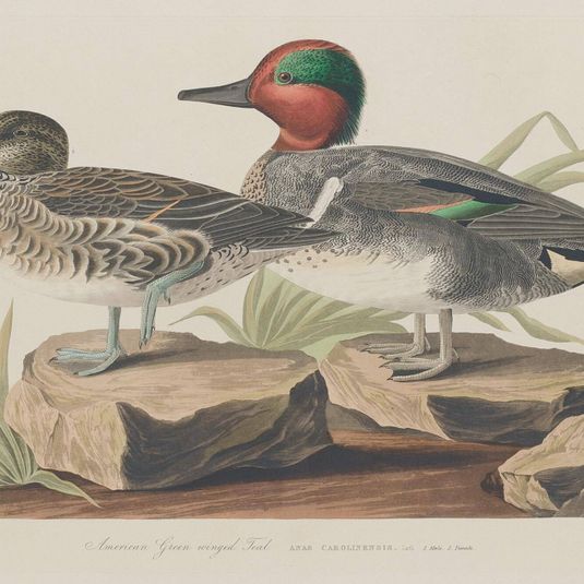 American Green-Winged Teal