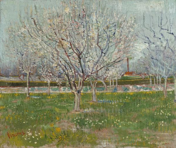 Orchard with Apricot Trees in Blossom, Arles