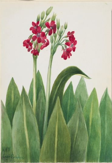 Primrose (Primula parryi)