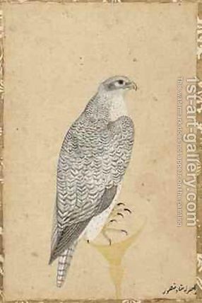 Portrait of a Falcon from Northern India