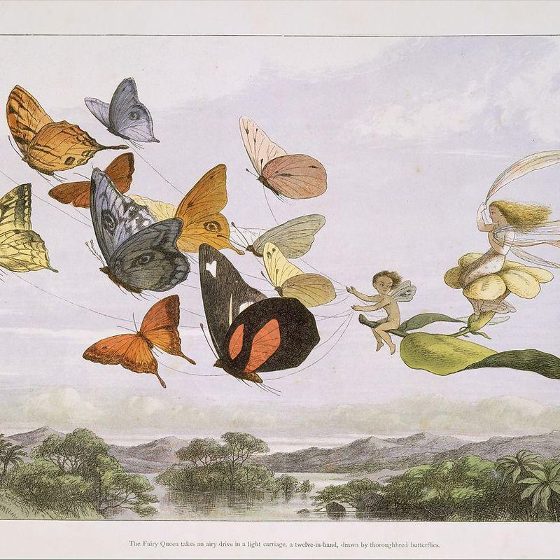 The Fairy Queen Takes an Airy Drive in a Light Carriage, a Twelve-in-hand, drawn by Thoroughbred Butterflies