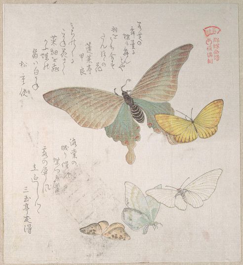 Various Moths and Butterflies