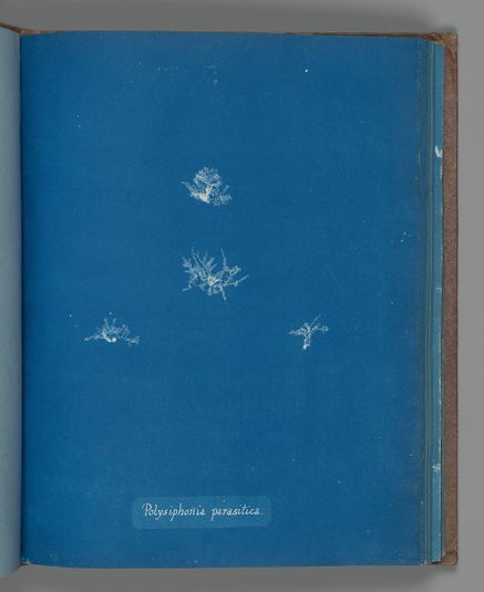 Polysiphonia parasitica