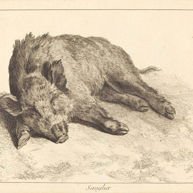 Sanglier (Wild Boar Lying Down, Head to the Left)