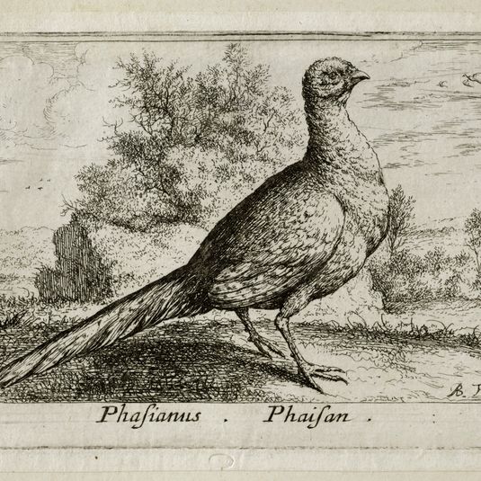 Différents oiseaux, Le faisan (Robert-Dumesnil 392, Bartsch 77)