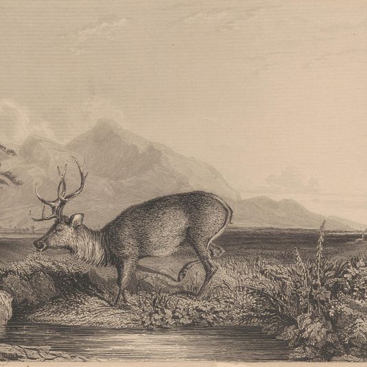 Stag at the Edge of a Pond
