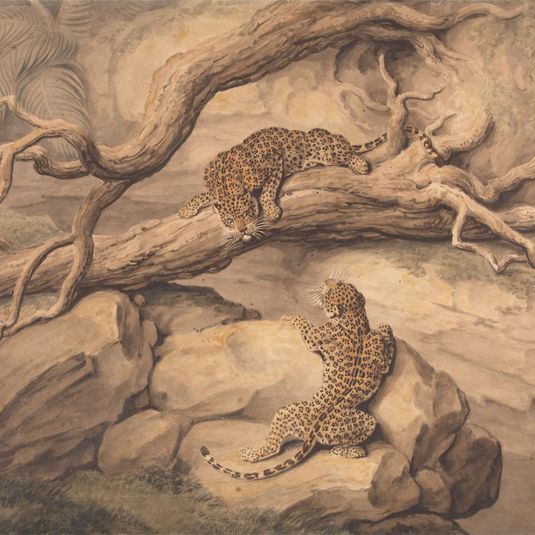 Leopards at Play Among Fallen Trees and Rocks