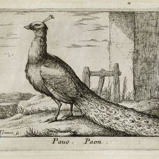 Différents oiseaux, Le paon (Robert-Dumesnil 398, Bartsch 71)