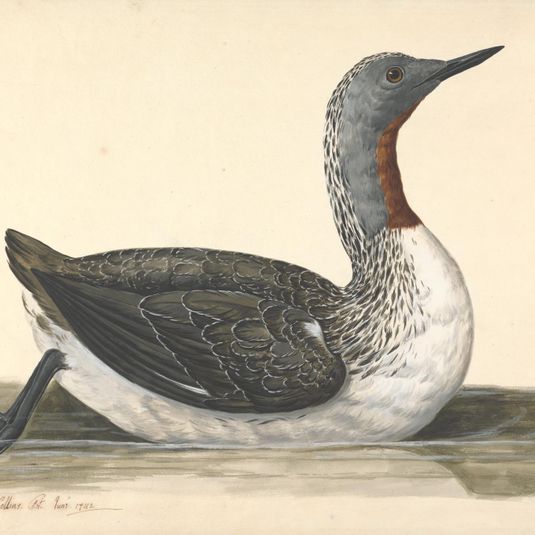 A Red Throated Diver, June 1742